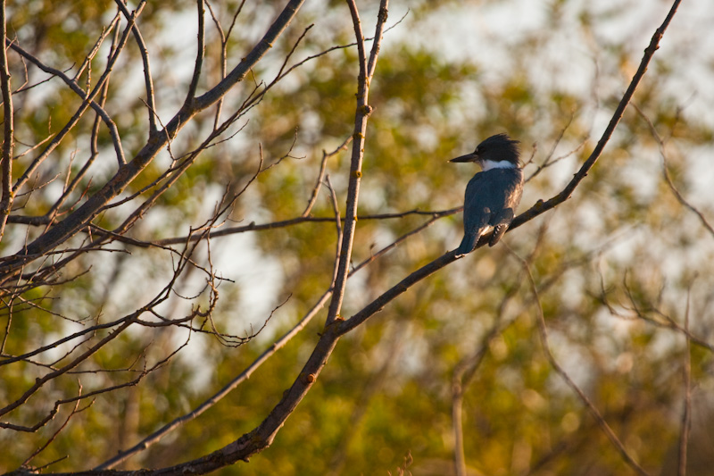 Belted Kingfisher